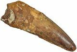 Fossil Spinosaurus Tooth - Real Dinosaur Tooth #233801-1